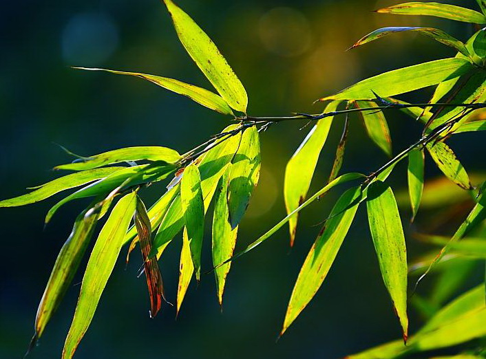 Bamboo Leaf Extract Bamboo Leaf Extract